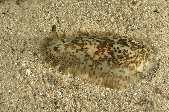 Dendrodoris grandiflora (Rapp, 1827)